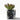 Acrylic Cube Vase, Black Crackle, with a succulent