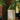 Safari White FIELDBAR Drinks Box beside a brick wall and ferns
